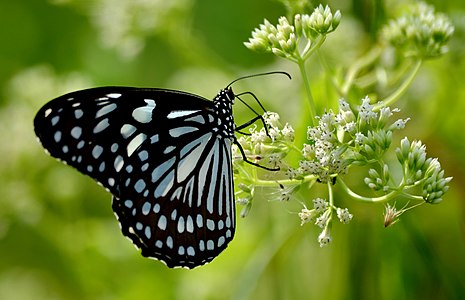 (Tirumala limniace) Blue Tiger From Adat, Thrissur © Manoj K