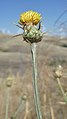 Centaurea solstitialis on HWY 97 south of Goldendale, Klickitat County Washington