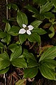 Cornus unalaschkensis