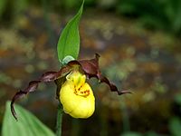 Cypripedium parviflorum var. makasin