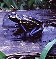 Dendrobates tinctorius, Suriname.