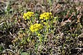 Euphorbia cyparissias