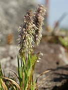   Lamarckia aurea