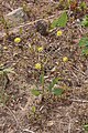 Lomatium nudicaule