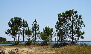 Pinus July 2014-1.jpg