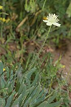 Platystemon californicus