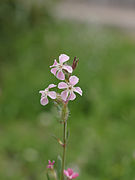   Silene gallica