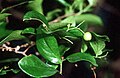 Vaccinium arboreum (Sparkleberry)