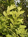 A cutleaf form/variety of Q. pedunculiflora, Southeastern Bulgaria