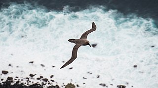 2021-01 Amsterdam Island - Dark-mantled sooty albatross 59.jpg