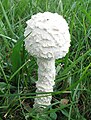 Amanita thiersii