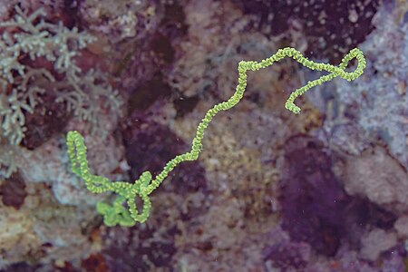 Coral alambre (Cirrhipathes spiralis), mar Rojo, Egipto, 2023-04-17, DD 71