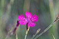 Dianthus deltoides