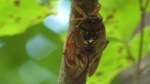 Large brown cicada (Graptopsaltria nigrofuscata)