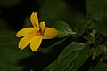 Mimulus dentatus