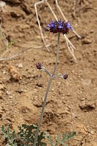 Salvia columbariae