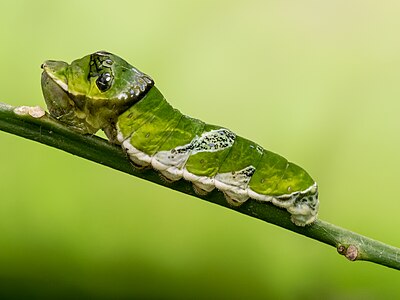 Papilio sp. larva