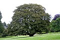 Acer pseudoplatanus 'Atropurpureum'