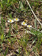 Bellis annua