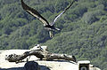 At USFWS release site