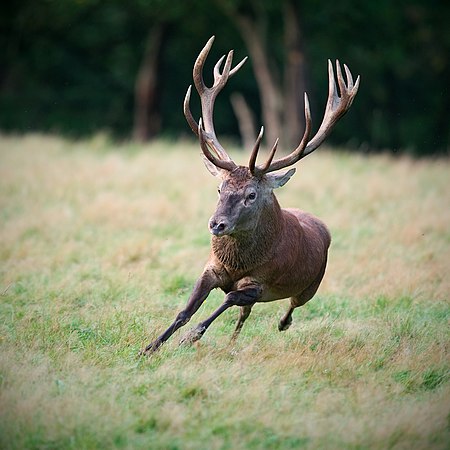 (6 May 2012) Red deer stag in autumn by Luc Viatour