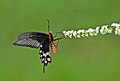 * Nomination: Close wing Nectaring of Pachliopta aristolochiae (Fabricius, 1775) - Common Rose. By User:Sandipoutsider --Atudu 06:44, 17 August 2024 (UTC) * * Review needed