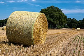 Hay bales