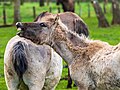 * Nomination Dülmen pony in the Merfelder Bruch bei Merfeld, Dülmen, North Rhine-Westphalia, Germany --XRay 04:44, 29 May 2022 (UTC) * Promotion  Support Good quality -- Johann Jaritz 04:48, 29 May 2022 (UTC)