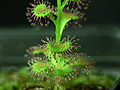 Detail of Drosera platypoda habit