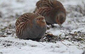 Grey partridge (40403960693).jpg