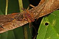 Harvestman (Opiliones), Caves Branch Jungle Lodge