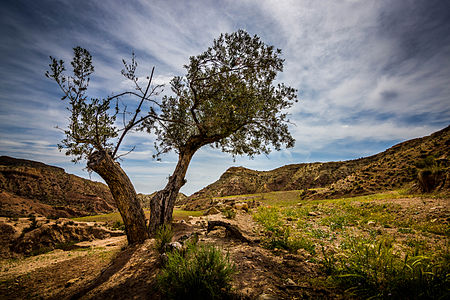 A Wild Olive Tree in the Tabernas Desert, Alemeria. By Colin C Wheeler, CC-BY-SA-3.0-ES.