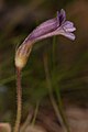 Orobanche uniflora