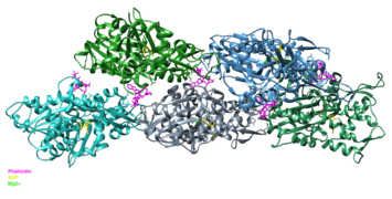 Phalloidin bound to F-Actin.png