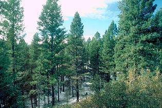 Forest, South Platte Ranger District, Pike National Forest, south-central Colorado