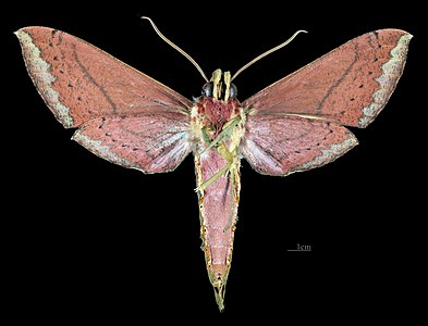 ♂ Xylophanes mirabilis ventral view