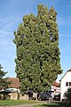 * Nomination: Babenhausen-Harreshausen, nature monument Martin-Faustmann-Eiche , Quercus robur fastigiata --KaiBorgeest 22:33, 17 May 2023 (UTC) * * Review needed