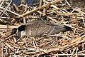 Category:Branta canadensis nests