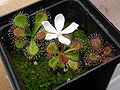 Drosera whittakeri ssp. aberrans