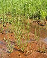 Equisetum palustre