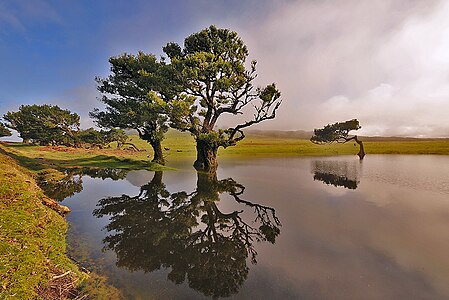 Fanal protected area, Madeira Island. By Jorge Nelson Alves, CC-BY-SA-3.0.