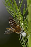 Misumena vatia Apis mellifera.jpg