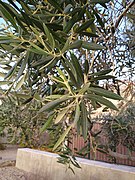 Olea europaea leaves.jpg