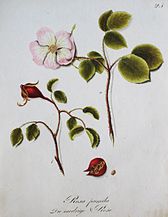 Rosa pumila, 1790-94