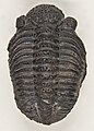 Trilobit