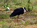 Uda Walawe National Park, Sri Lanka