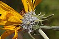 Balsamorhiza sagittata