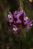 Castilleja exserta