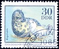 Stamp of German Democratic Republic. DDR. 20. Kegelrobbe