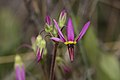 Dodecatheon poeticum